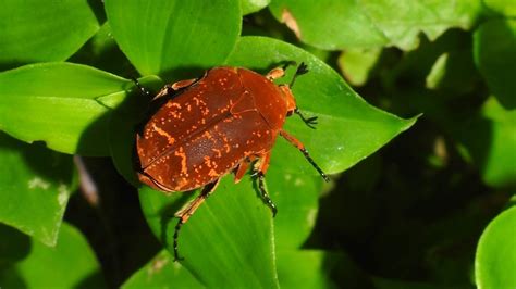 歐亞銅星花金龜|銅點花金龜 Protaetia culta culta